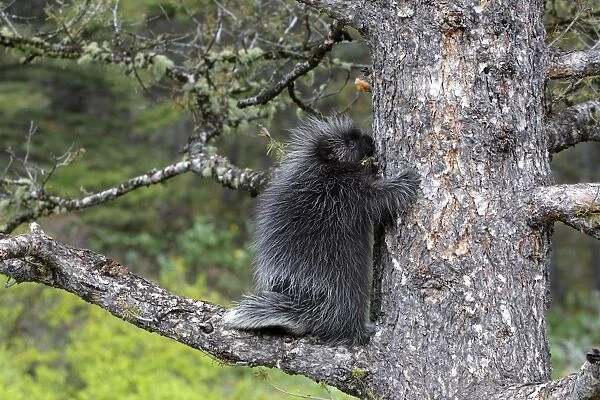 North American Porcupine - Baby in tree. Montana - USA
