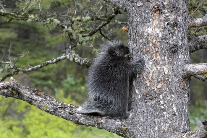 Framed Print : North American Porcupine - Baby in tree. Montana - USA Framed Print : North American Porcupine - Baby in tree. Montana - USA