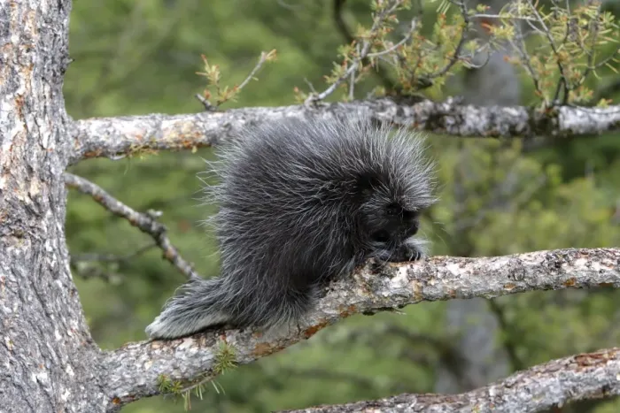 Framed Print : North American Porcupine - baby in tree. Montana - USA Framed Print : North American Porcupine - baby in tree. Montana - USA