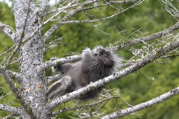 North American Porcupine - baby in tree. Montana - USA