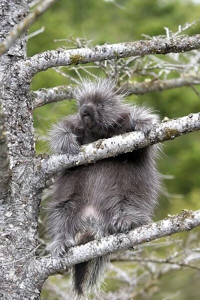North American Porcupine - baby in tree. Montana - USA