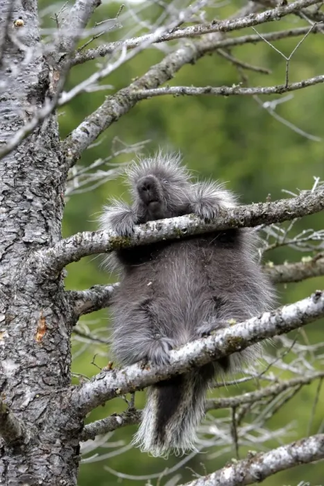 Framed Print : North American Porcupine - baby in tree. Montana - USA Framed Print : North American Porcupine - baby in tree. Montana - USA