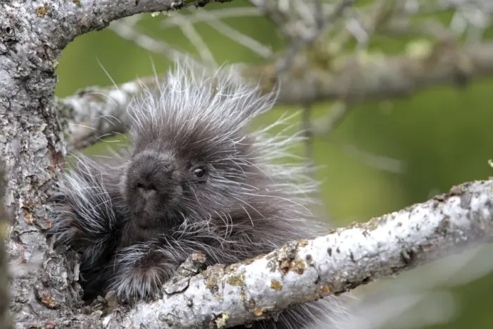 Framed Print : North American Porcupine - baby in tree. Montana - USA Framed Print : North American Porcupine - baby in tree. Montana - USA
