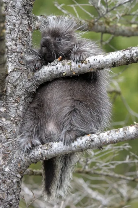 Framed Print : North American Porcupine - baby in tree. Montana - USA Framed Print : North American Porcupine - baby in tree. Montana - USA