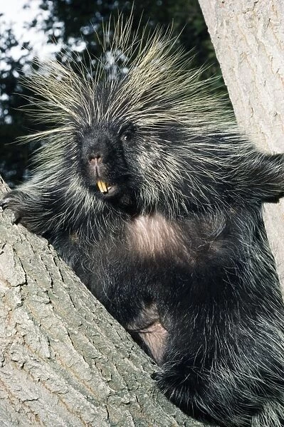 North American Porcupine - In tree