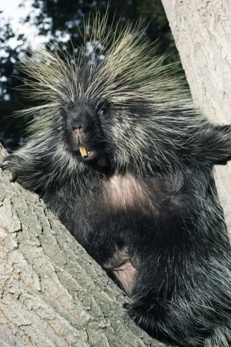 Framed Print : North American Porcupine - In tree Framed Print : North American Porcupine - In tree