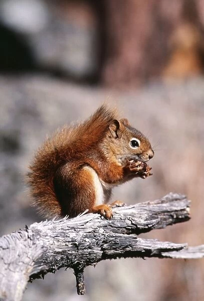 North American Red Squirrel FG 3210 Eating nut. Tamiasciurus hudsonicus © Francois Gohier /  ARDEA LONDON