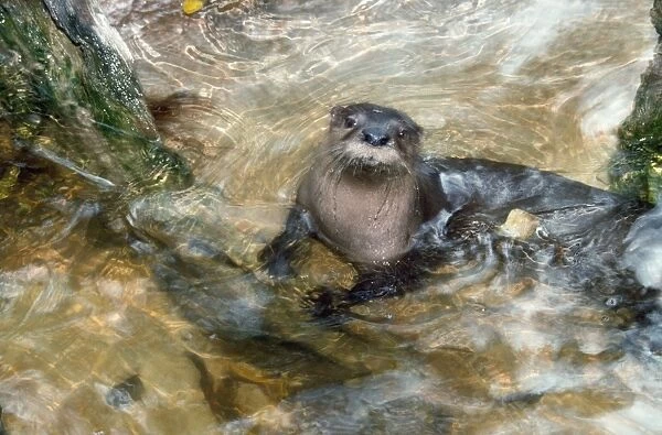 North American River Otter - in water