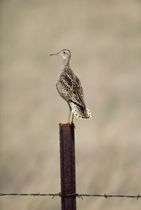 Framed Print : North American Upland Sandpiper Framed Print : North American Upland Sandpiper