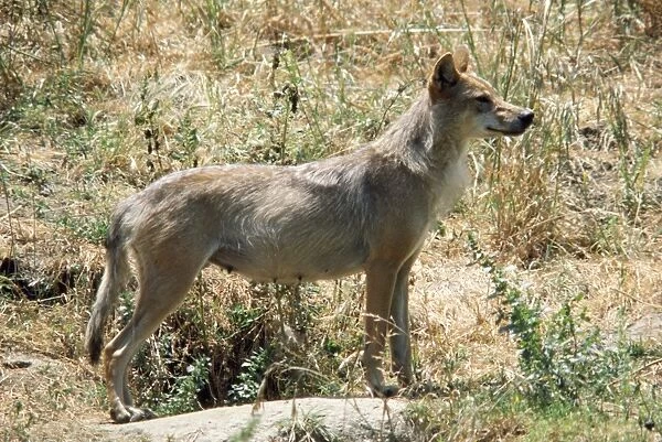 North Chinese Wolf - female