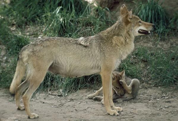 North Chinese Wolf - with pup