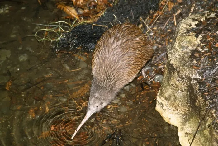 Framed Print : North Island Brown Kiwi - drinking Framed Print : North Island Brown Kiwi - drinking