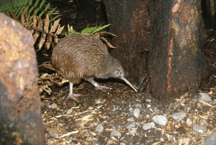 Framed Print : North Island Brown Kiwi - foraging Framed Print : North Island Brown Kiwi - foraging