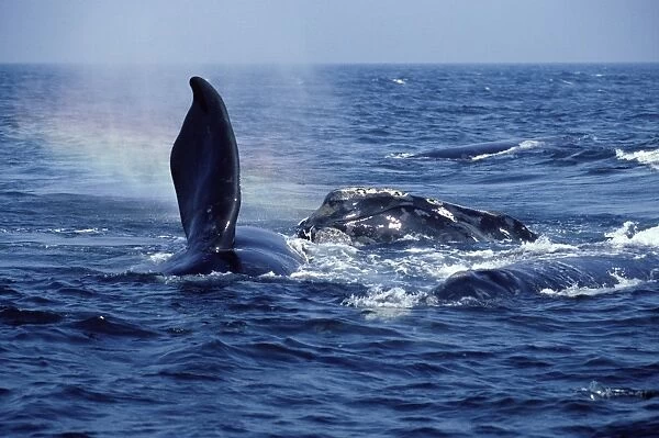 North Right Whale - Courting group. Several males approach a female (on left). Bay of Fundy, New Brunswick, Canada