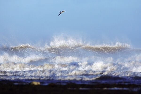 North Sea - gull flying over stormy waves, autumn storm. Northumberland, UK
