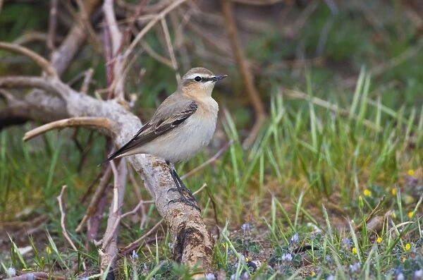 Norther Wheatear - female perched on branch - Southern Turkey - Spring April