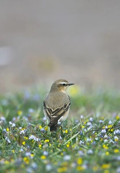 Norther Wheatear - female perched among flowers - Southern Turkey - Spring April