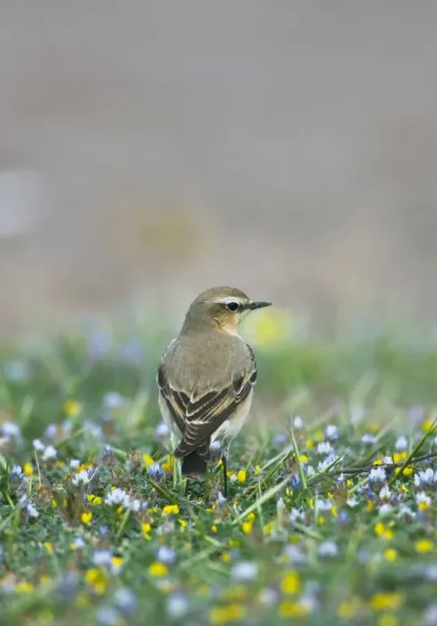 Framed Print : Norther Wheatear - female perched among flowers - Southern Turkey - Spring April Framed Print : Norther Wheatear - female perched among flowers - Southern Turkey - Spring April