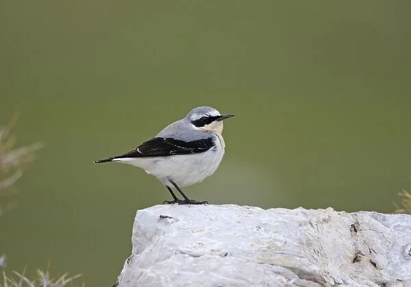 Norther Wheatear - male perched on rock - spring - Southern Turkey