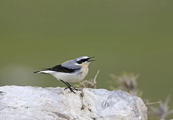 Norther Wheatear - male singing - perched on rock - spring - Southern Turkey
