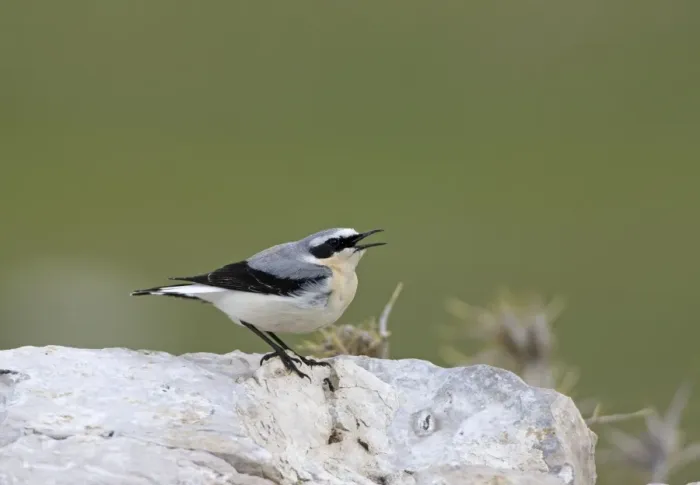 Framed Print : Norther Wheatear - male singing - perched on rock - spring - Southern Turkey Framed Print : Norther Wheatear - male singing - perched on rock - spring - Southern Turkey