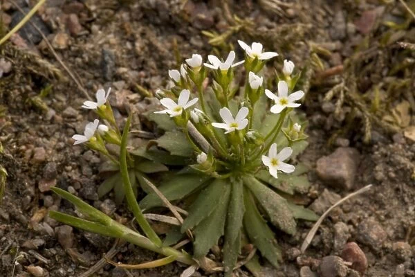 Northern androsace (Androsace septentrionalis), N. Europe