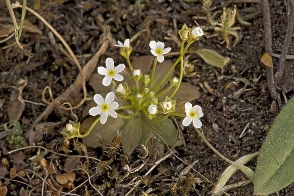 Northern androsace (Androsace septentrionalis). Sweden