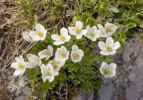 Northern Anemone - in flower, Rockies; Canada