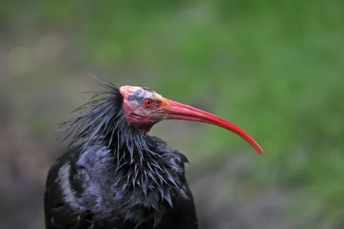 Framed Print : Northern Bald Ibis / Hermit Ibis / Waldrapp. Pensthorpe - Norfolk - UK Framed Print : Northern Bald Ibis / Hermit Ibis / Waldrapp. Pensthorpe - Norfolk - UK