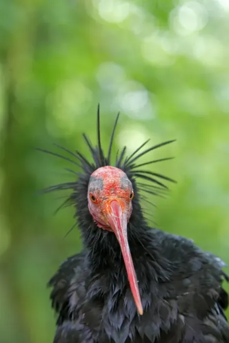 Framed Print : Northern Bald Ibis / Hermit Ibis / Waldrapp. Pensthorpe - Norfolk - UK Framed Print : Northern Bald Ibis / Hermit Ibis / Waldrapp. Pensthorpe - Norfolk - UK