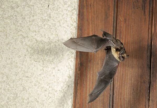 Northern Bat - in flight in front of house