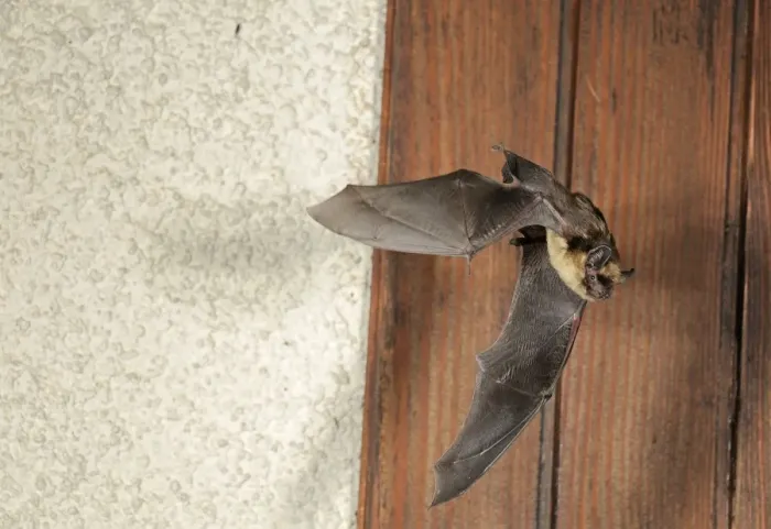 Framed Print : Northern Bat - in flight in front of house Framed Print : Northern Bat - in flight in front of house