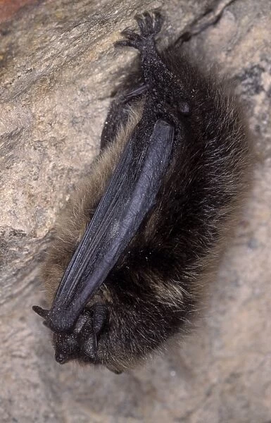 Northern Bat - hibernation at cave - the Ardennes - Belgium