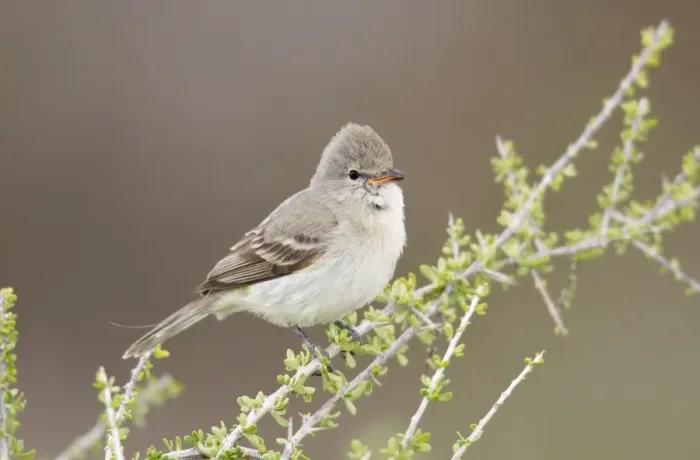Framed Print : Northern Beardless Tyrannulet - April - Arizona - USA Framed Print : Northern Beardless Tyrannulet - April - Arizona - USA