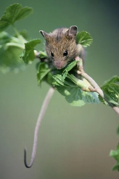 Northern birch mouse explores red-currant branch, feeding on buds and flowers; river Negustyah bank, a tributary of river Bolshoi Ugan, near Ugut settlement; Uganskii Nat. reserve, Siberia, Russia; spring
