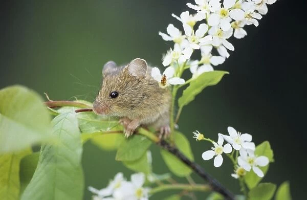 Northern Birch Mouse - feeds on bird cherry (Prunus padus L. ) buds and flowers, river Negustyah bank, a tributary of river Bolshoi Ugan, near Ugut settlement; Uganskii Nat. reserve, Siberia, Russia; spring Ug37. 0125