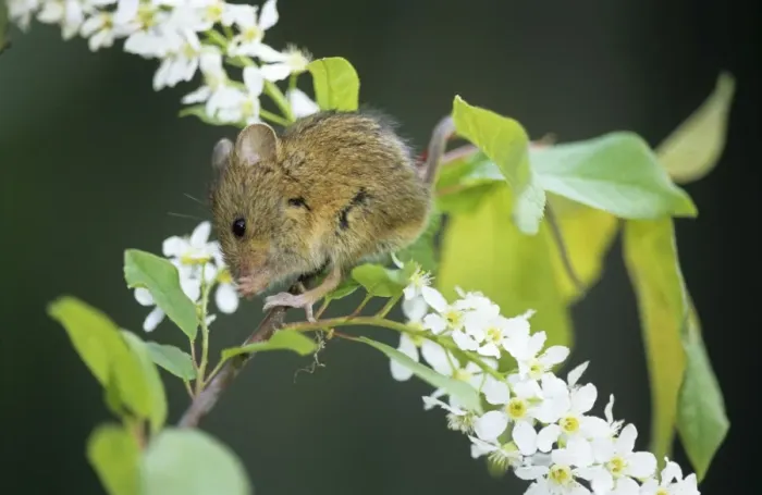 Framed Print : Northern birch mouse feeds on bird cherry (Prunus padus L. ) buds and flowers, river Negustyah bank, a tributary of river Bolshoi Ugan, near Ugut settlement; Uganskii Nat. reserve, Siberia, Russia; spring Framed Print : Northern birch mouse feeds on bird cherry (Prunus padus L. ) buds and flowers, river Negustyah bank, a tributary of river Bolshoi Ugan, near Ugut settlement; Uganskii Nat. reserve, Siberia, Russia; spring