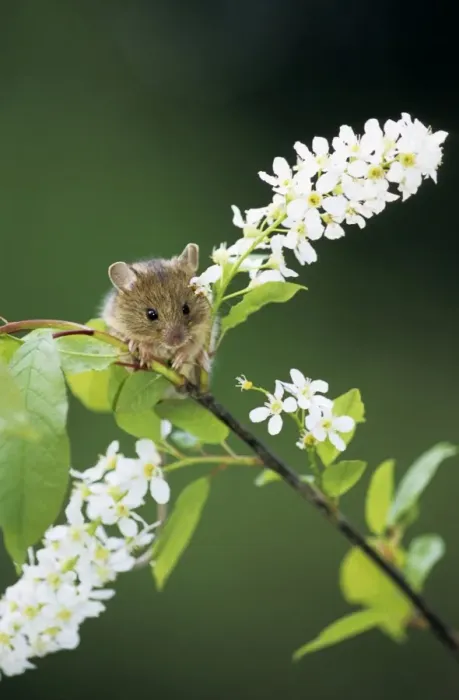 Framed Print : Northern birch mouse feeds on bird cherry (Prunus padus L. ) buds and flowers, river Negustyah bank, a tributary of river Bolshoi Ugan, near Ugut settlement; Uganskii Nat. reserve, Siberia, Russia; spring Framed Print : Northern birch mouse feeds on bird cherry (Prunus padus L. ) buds and flowers, river Negustyah bank, a tributary of river Bolshoi Ugan, near Ugut settlement; Uganskii Nat. reserve, Siberia, Russia; spring