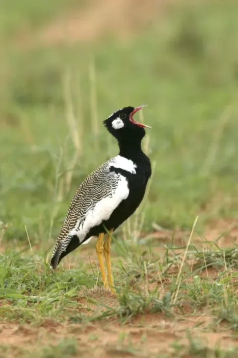Framed Print : Northern Black Korhaan. Display. Namibia Framed Print : Northern Black Korhaan. Display. Namibia
