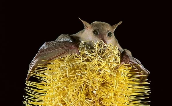 Northern blossom-Bat - feeding on banksia, North Queensland, Australia, South-east Asia, Melanesia, Northern Australia JPF28972