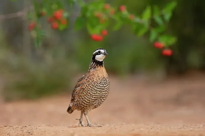 Framed Print : Northern Bobwhite (Colinus virginianus) feeding Date: 06-05-2020 Framed Print : Northern Bobwhite (Colinus virginianus) feeding Date: 06-05-2020