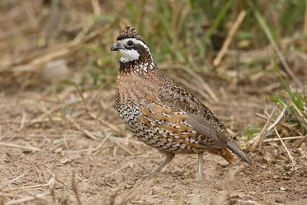 Northern Bobwhite - male, Small Chicken -like bird of eastern US and Mexico. South Texas in March