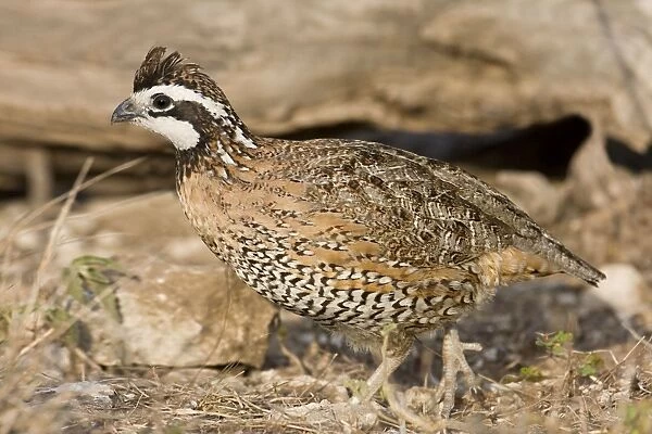 Northern Bobwhite - male, small Chicken -like bird of eastern US and Mexico. South Texas in March