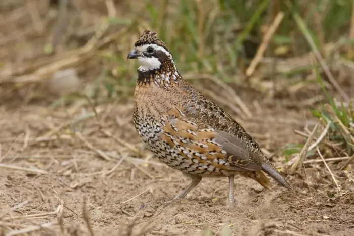 Framed Print : Northern Bobwhite - male, Small Chicken -like bird of eastern US and Mexico. South Texas in March Framed Print : Northern Bobwhite - male, Small Chicken -like bird of eastern US and Mexico. South Texas in March