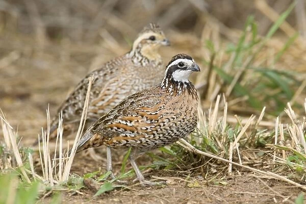 Northern Bobwhite - small Chicken -like bird of eastern US and Mexico. South Texas in March