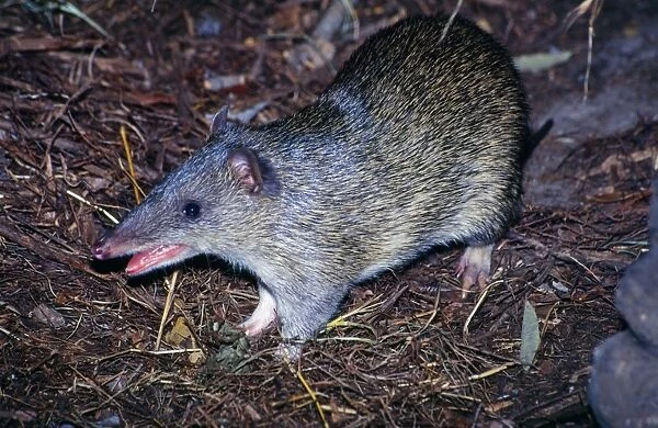 Northern Brown Bandicoot Distribution: North West through Northern Territiry to North New South Wales
