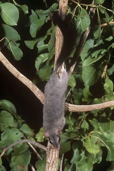 Northern Brush-tailed Phascogale - Australia