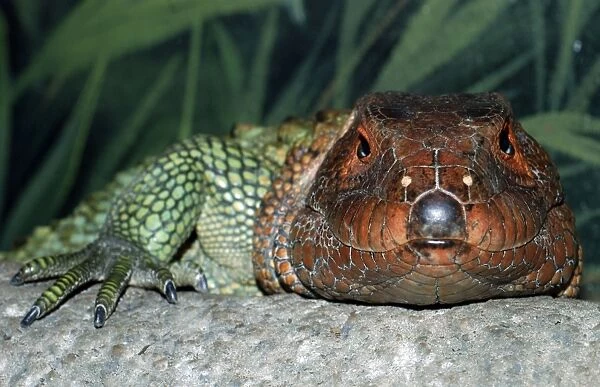 Northern Caiman Lizard - northern parts of South America