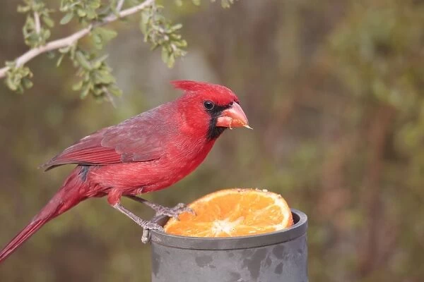 Northern Cardinal - adult male eating orange - March in southeast Arizona - USA