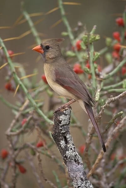 Northern Cardinal - Arizona, USA - Female - Range is southern Quebec to Gulf states-southwest U. S. and Mexico to Belize - Habitat is woodland edges-thickets-suburban gardens and towns - Eats seeds-insects and small fruits